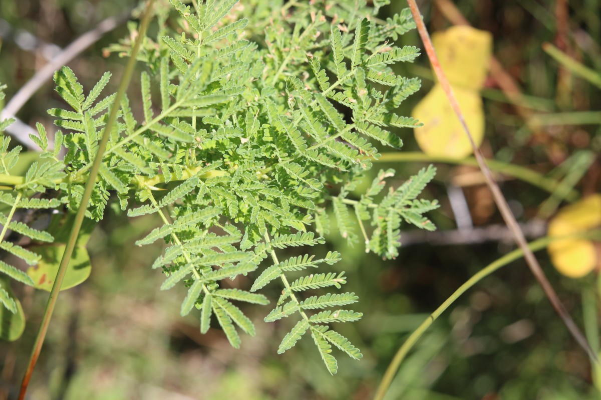 Vachellia planifrons (Wight & Arn.) Ragup., Seigler, Ebinger & Maslin